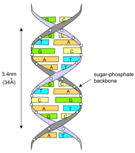 DNA strands and PCR testing