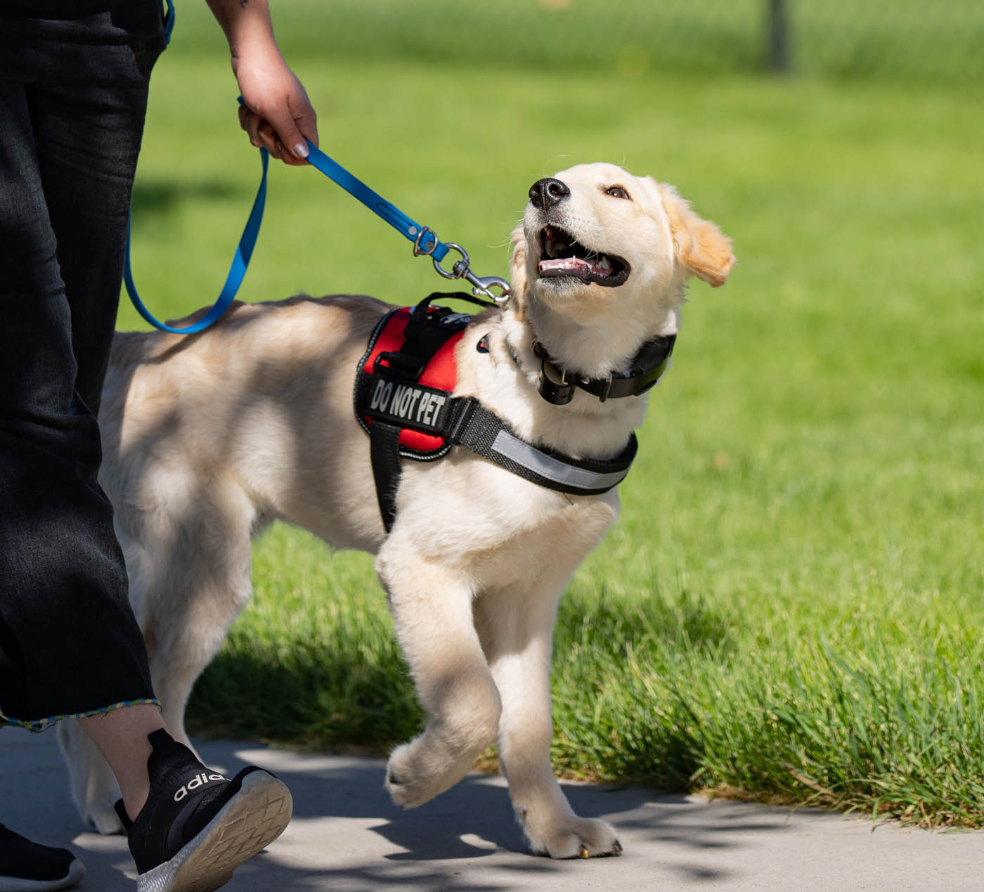 Service dogs in breweries