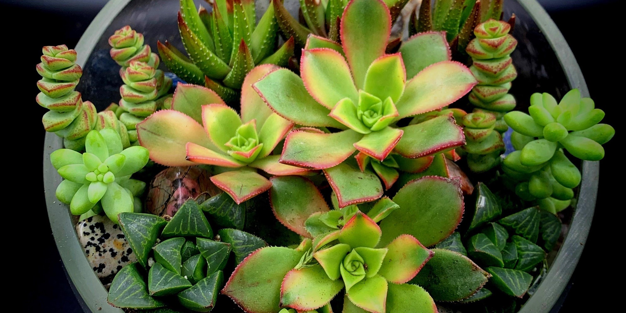 Succulent and Crystal Terrarium Workshop at Bruz Off Fax